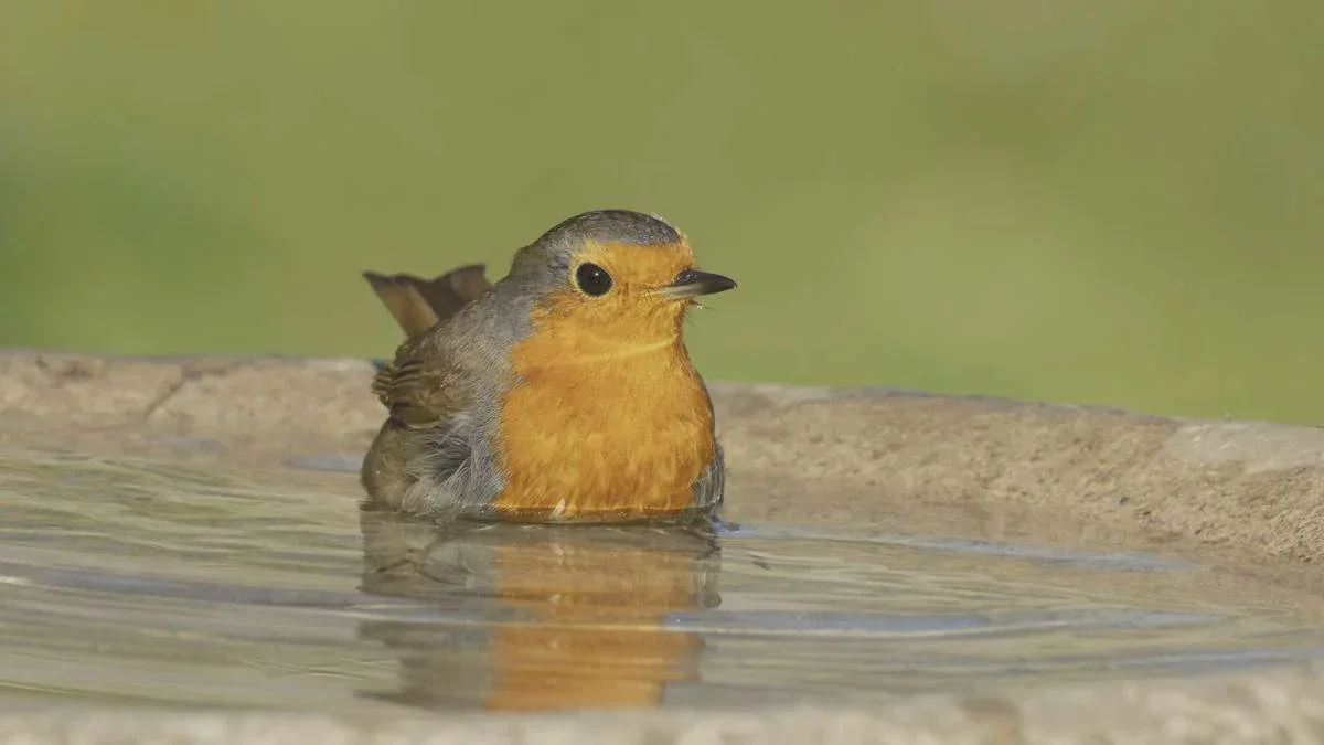 Oiseaux assoiffés en été : comment transformer l’abreuvoir en véritable oasis sécurisée