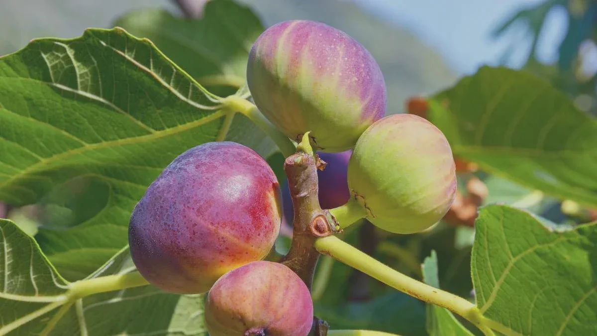 Votre figuier ne produit pas de fruits ? Cette cause, peu de gens arrivent à l’identifier