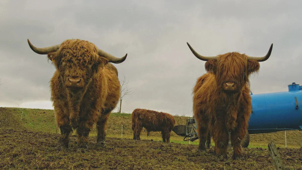 Un troupeau de bovins s’échappe d’une ferme et chute dans un précipice : 11 vaches Highland cattle mortes