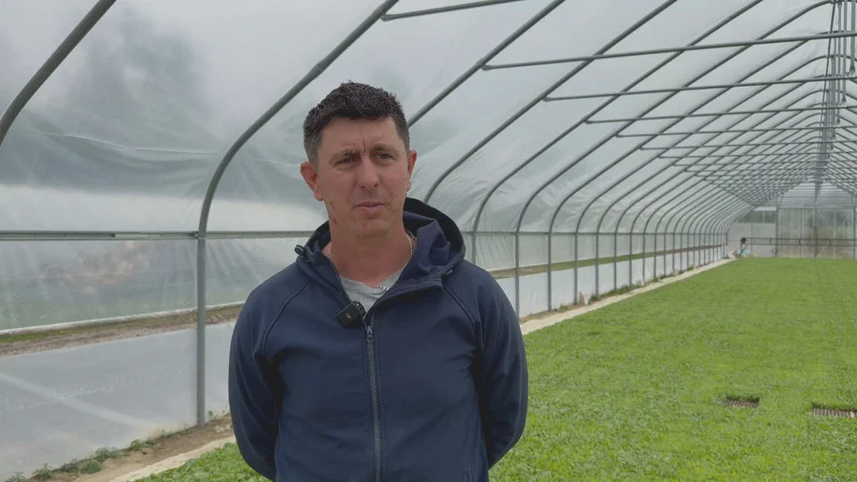 Le tabac polonais conquiert les marchés arabes. Comment se déroule la production des plants à la chicha ?