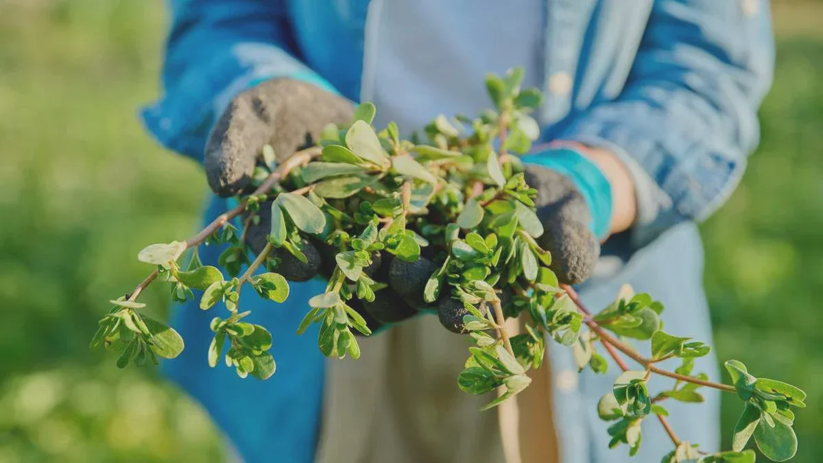 Stress thermique au jardin : Comment protéger vos plantes de l’effondrement