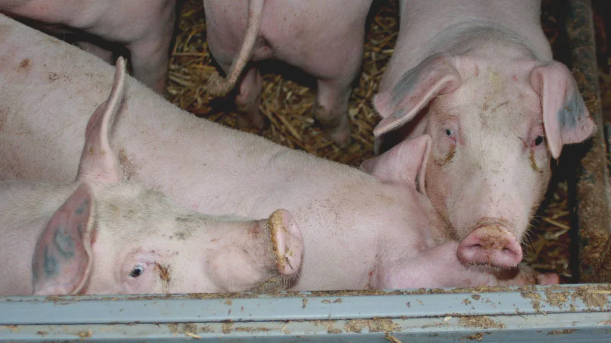 Porcheries pour 7 500 truies, fabrique d’aliments et élévateur à grains : le plan d’expansion de la société ukrainienne